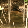 Hard to spot but there's actually a saltwater crocodile hidden in the water