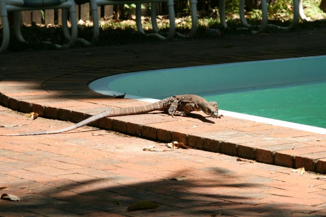 Goanna at Cape Kimberley