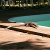 Goanna at Cape Kimberley