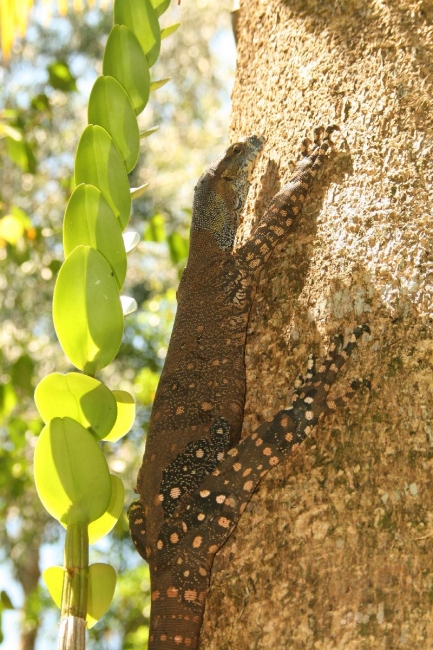 cairns_047.jpg