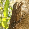 cairns_047.jpg