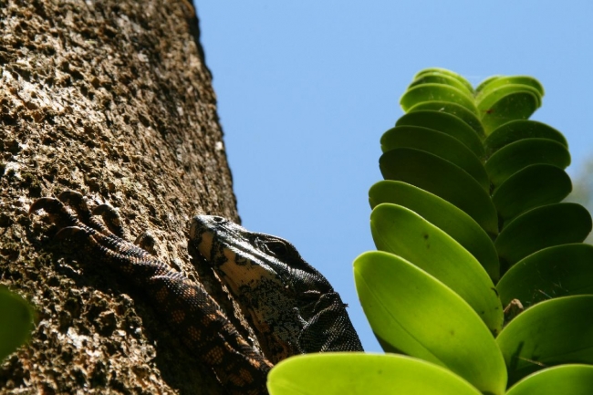 cairns_048.jpg