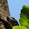 cairns_048.jpg