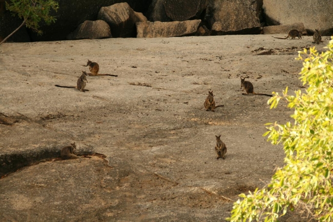 Rock wallabies everywhere in Granite Gorge!