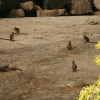 Rock wallabies everywhere in Granite Gorge!