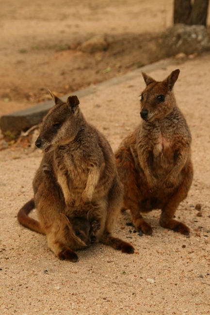 cairns_083.jpg