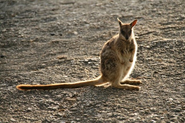 cairns_086.jpg