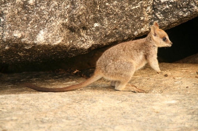 cairns_088.jpg