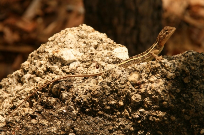 cairns_097.jpg