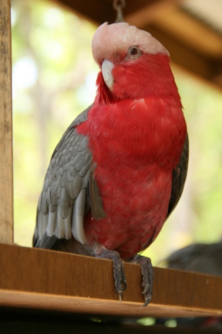 Galah