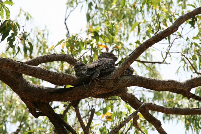 Frogmouths