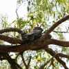 Frogmouths
