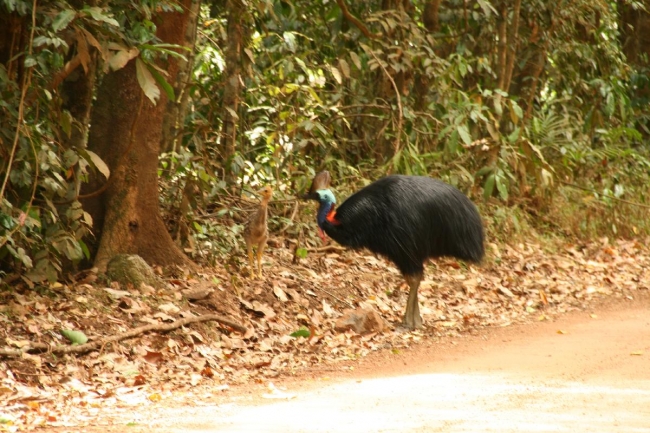 cairns_112.jpgA Cassowary and his chick (tha males actually look after them!)