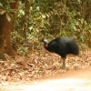 cairns_112.jpgA Cassowary and his chick (tha males actually look after them!)