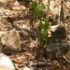 Sand Monitor
