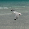 whitsundays_042.jpg