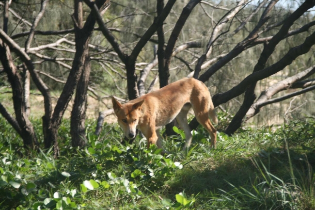 This Dingo walked right up to our tents!
