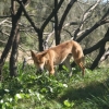 This Dingo walked right up to our tents!