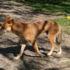 fraser_023.jpg