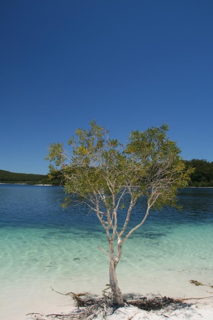 Lake Mckenzie - just beautiful!